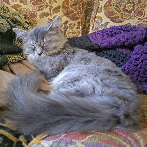 Meet your Posher, Zoe - Picture 1 of 1